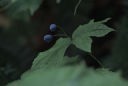 ���񂩂悤�E��